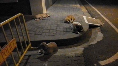 Sleeping in Divine Laps of Mother at Sri Aurobindo Ashram (1)