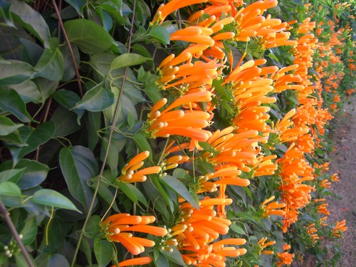 Pyrostegia_venusta_winter.jpg