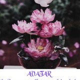 FlowerCards-8