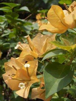 Protection-Flower--Bougainvillea-17.jpg