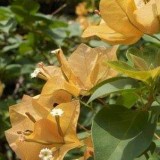 Protection-Flower--Bougainvillea-17