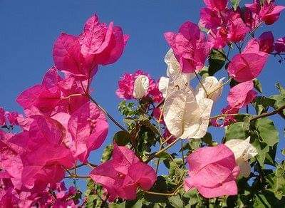 Protection-Flower--Bougainvillea-18.jpg