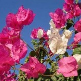 Protection-Flower--Bougainvillea-18