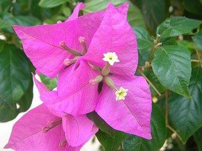 Protection-Flower--Bougainvillea-19.jpg