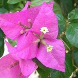 Protection-Flower--Bougainvillea-19