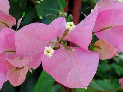 Protection-Flower--Bougainvillea-21.jpg