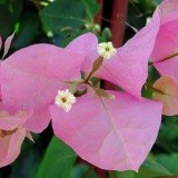 Protection-Flower--Bougainvillea-21