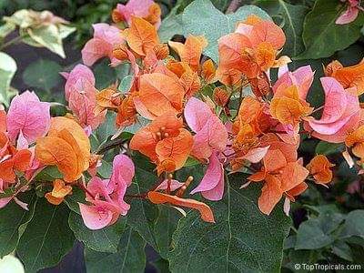 Protection-Flower--Bougainvillea-22.jpg