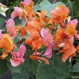 Protection-Flower--Bougainvillea-22