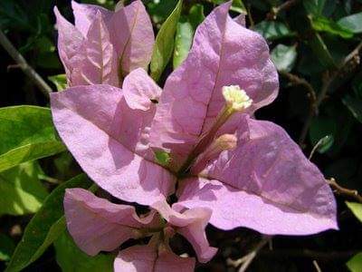 Protection-Flower--Bougainvillea-24.jpg