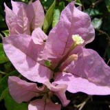 Protection-Flower--Bougainvillea-24