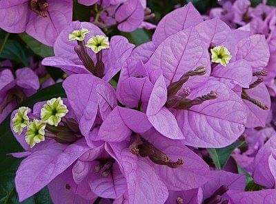 Protection-Flower--Bougainvillea-26.jpg