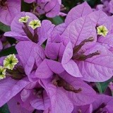 Protection-Flower--Bougainvillea-26