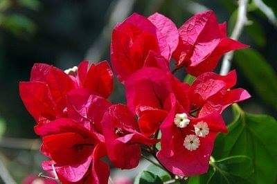 Protection-Flower--Bougainvillea-27.jpg