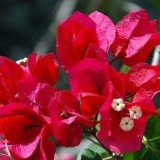 Protection-Flower--Bougainvillea-27