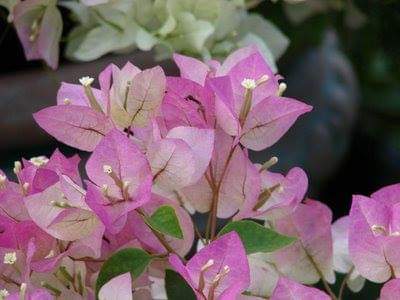 Protection-Flower--Bougainvillea-28.jpg