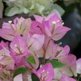 Protection-Flower--Bougainvillea-28