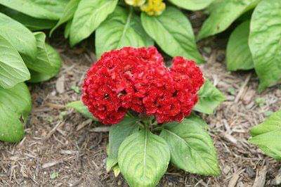 1_Boldness-Flower--Cristata-Flower.jpg