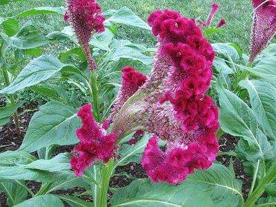 2_Boldness-Flower--Cristata-Flower.jpg