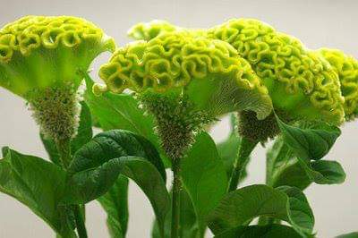 3_Boldness-Flower--Cristata-Flower.jpg