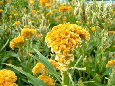4_Boldness-Flower--Cristata-Flower.jpg