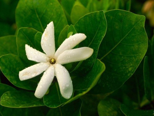 1--Jasmine-Flower--Purity.jpg