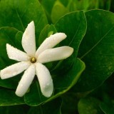 1--Jasmine-Flower--Purity