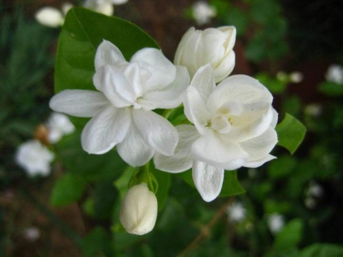 10--Jasmine-Flower--Purity.jpg