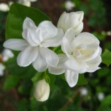 10--Jasmine-Flower--Purity