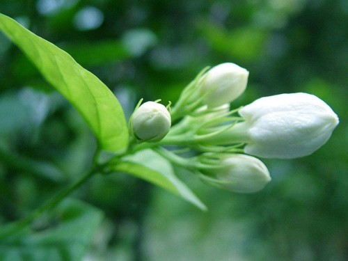 11--Jasmine-Flower--Purity.jpg