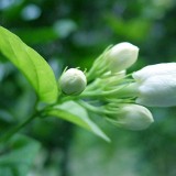 11--Jasmine-Flower--Purity