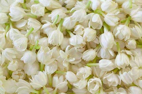 12--Jasmine-Flower--Purity.jpg