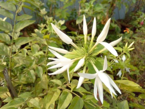 13 Jasmine Flower : Purity