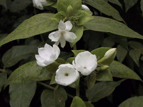 14--Jasmine-Flower--Purity.jpg