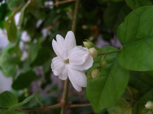 15--Jasmine-Flower--Purity.jpg