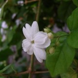 15--Jasmine-Flower--Purity