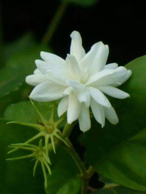 16--Jasmine-Flower--Purity.jpg