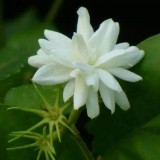 16--Jasmine-Flower--Purity