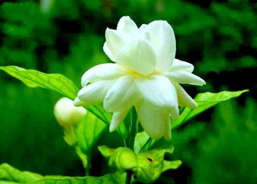 17--Jasmine-Flower--Purity.jpg