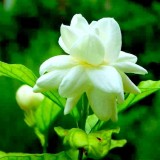 17--Jasmine-Flower--Purity