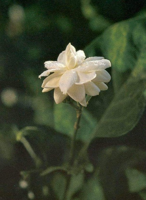 18 Jasmine Flower : Purity