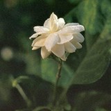 18--Jasmine-Flower--Purity