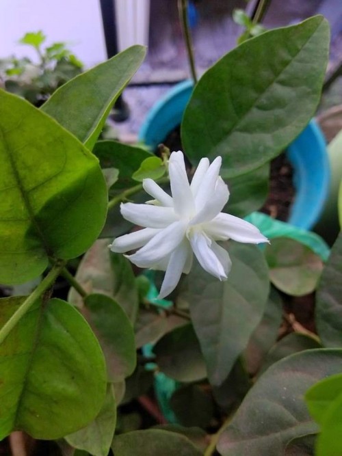 19--Jasmine-Flower--Purity.jpg