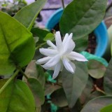 19--Jasmine-Flower--Purity