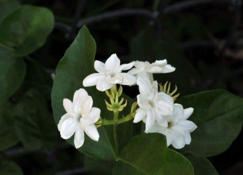 2--Jasmine-Flower--Purity.jpg