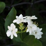 2--Jasmine-Flower--Purity