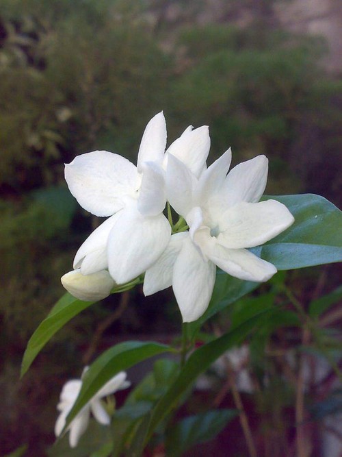 20 Jasmine Flower : Purity