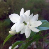 20--Jasmine-Flower--Purity