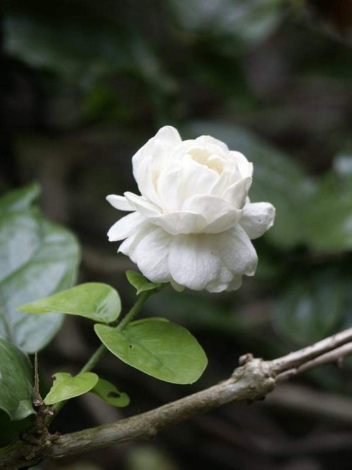 21 Jasmine Flower : Purity