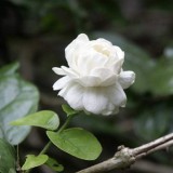 21--Jasmine-Flower--Purity